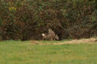 /album/galerie-de-photos-page-daccueil3/a2017-11-07-chavornay-chevreuil-76-jpg/